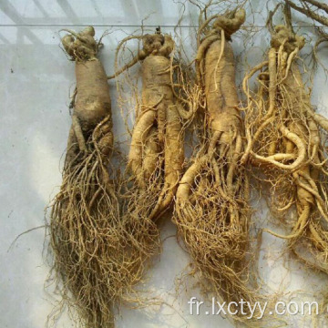 thé de racine de ginseng sauvage